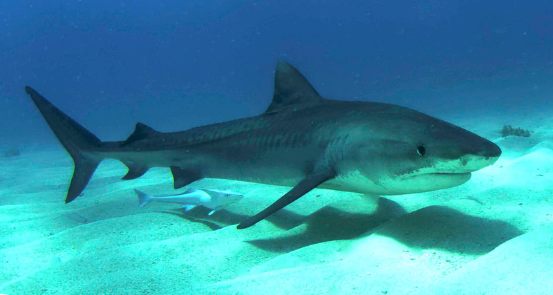 Illustration for article titled Top Predators May Be the Most Important Animals on Earth
